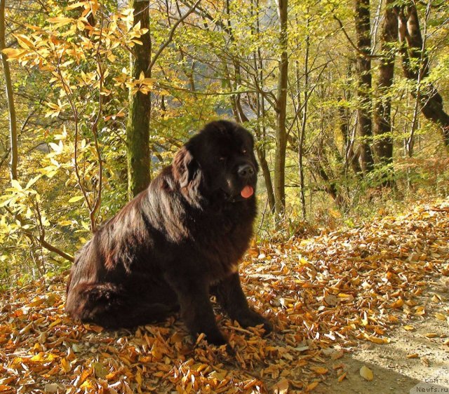 Фото: ньюфаундленд Potap Fidel' (Потап Фидель)