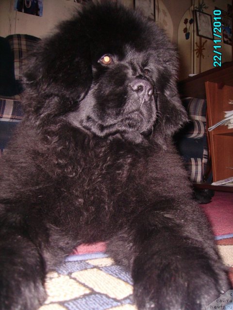 Фото: ньюфаундленд Ih Vyisochestvo Vladlena Madjiks (Их Высочество Владлена Маджикс)