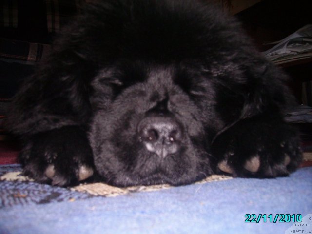 Фото: ньюфаундленд Ih Vyisochestvo Vladlena Madjiks (Их Высочество Владлена Маджикс)