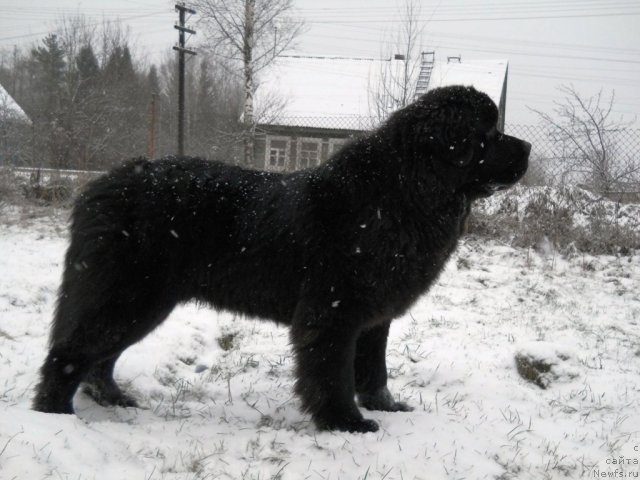 Фото: ньюфаундленд Aquatoriya Kelvin Kilimandzharo (Акватория Келвин Килиманджаро)