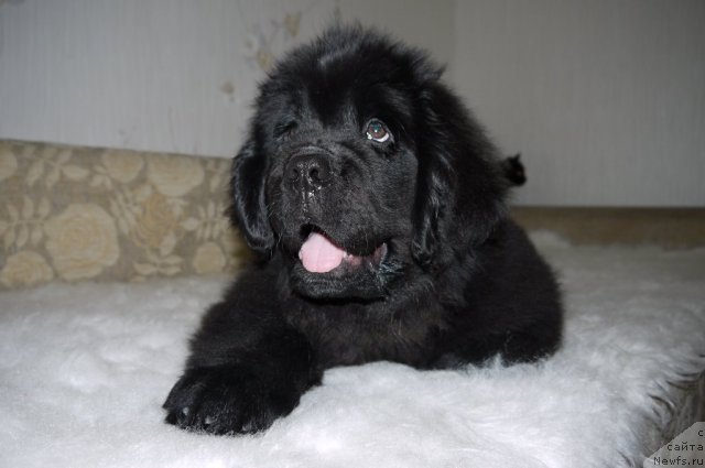 Фото: ньюфаундленд Rembrant Tvorec SHedevrov (Рембрант Творец Шедевров)