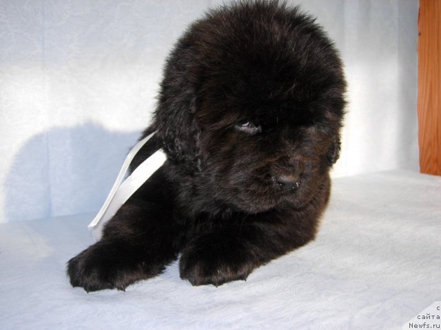 Фото: ньюфаундленд Smigar Galaxsy Shall Win (Смигар Галакси Шелл Вин)