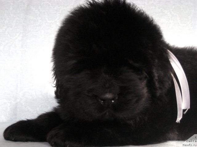 Фото: ньюфаундленд Smigar Galaxsy Shall Win (Смигар Галакси Шелл Вин)