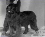 Фото: ньюфаундленд Rebekka von Soven