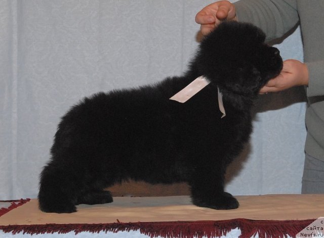 Фото: ньюфаундленд Smigar Galaxsy Shall Win (Смигар Галакси Шелл Вин)