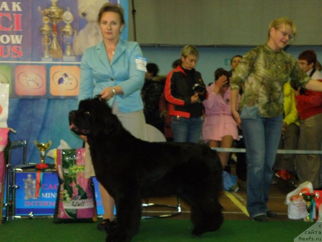Фото: ньюфаундленд Endless Love Midnight Bear, Ol'ga Zalivako (Ольга Заливако)