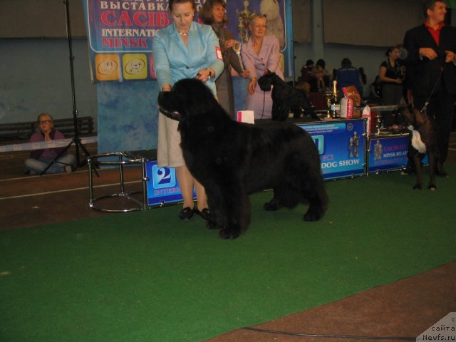 Фото: ньюфаундленд Midnight Lady's Voodoo Priest, Ol'ga Zalivako (Ольга Заливако)