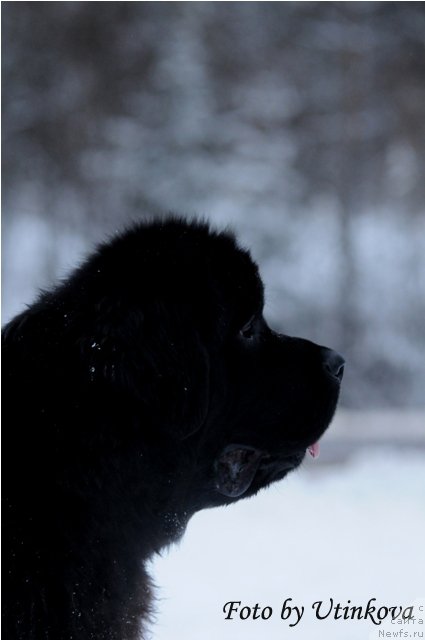Фото: ньюфаундленд Aquatoriya Kelvin Lambordghini (Акватория Келвин Ламборджини)
