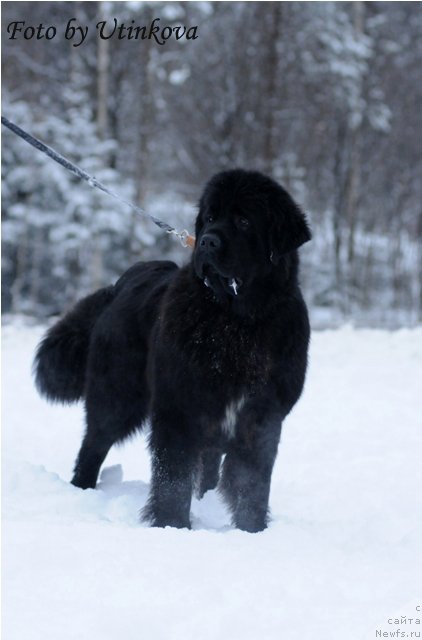 Фото: ньюфаундленд Aquatoriya Kelvin Lambordghini (Акватория Келвин Ламборджини)