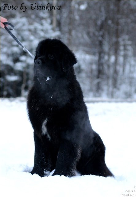 Фото: ньюфаундленд Aquatoriya Kelvin Lambordghini (Акватория Келвин Ламборджини)