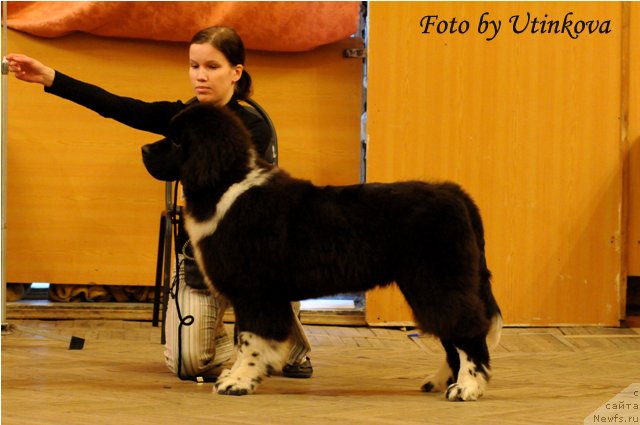 Фото: ньюфаундленд Starbimovlav Gardemarin (Старбимовлав Гардемарин)