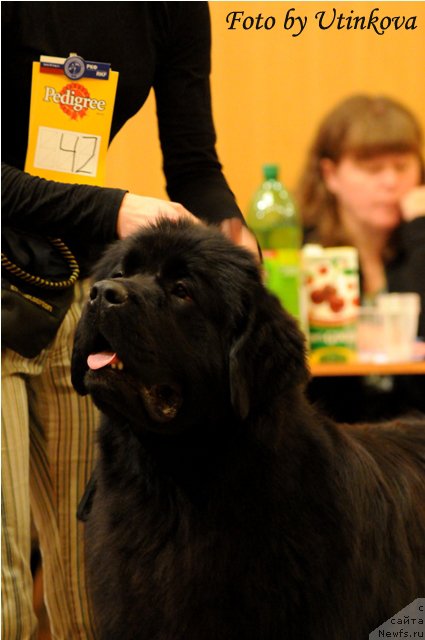 Фото: ньюфаундленд Aquatoriya Kelvin Lambordghini (Акватория Келвин Ламборджини)