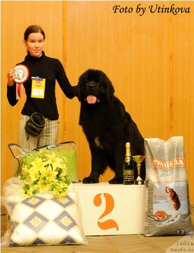 Фото: ньюфаундленд Aquatoriya Kelvin Lambordghini (Акватория Келвин Ламборджини)