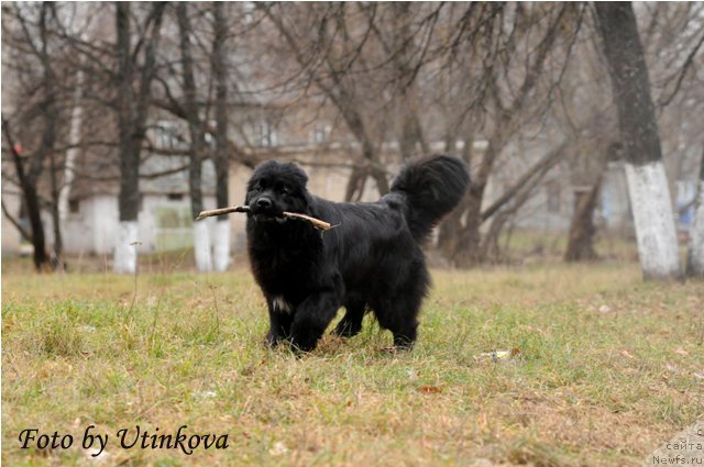 Фото: ньюфаундленд Aquatoriya Kelvin Lambordghini (Акватория Келвин Ламборджини)