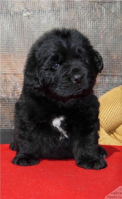 Фото: ньюфаундленд Smigar SHepot Nevskoy Volnyi (Смигар Шепот Невской Волны)