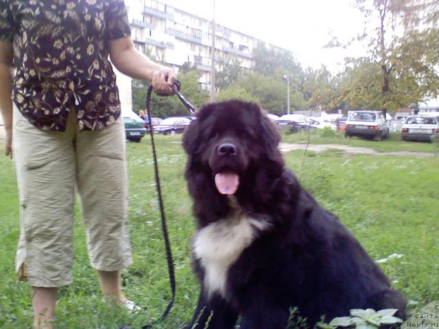 Фото: ньюфаундленд Verri ze Arktik Vind (Верри зе Арктик Винд)