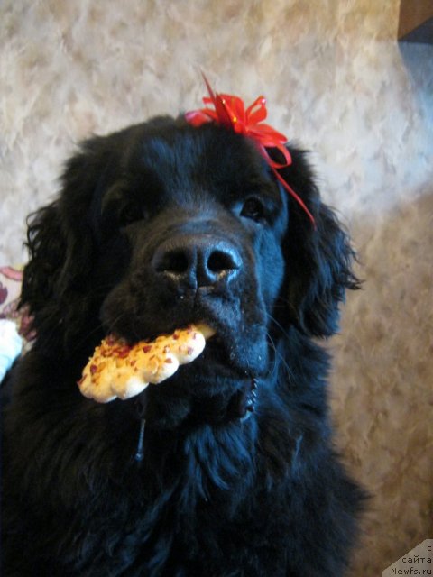 Фото: ньюфаундленд Sent Djons Ulla for Kara Ayular (Сент Джонс Улла для Кара Аюлар)