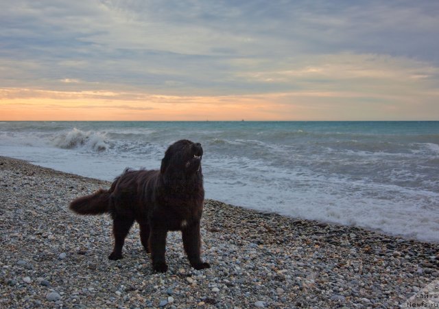 Фото: ньюфаундленд Potap Fidel' (Потап Фидель)