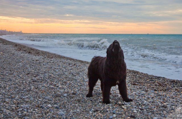 Фото: ньюфаундленд Potap Fidel' (Потап Фидель)