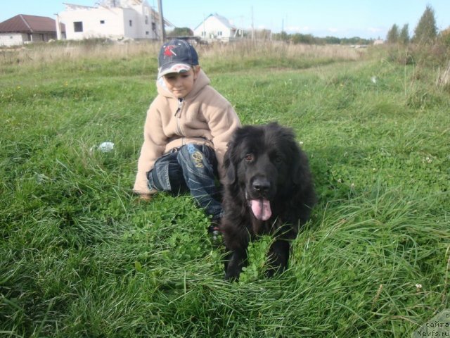 Фото: ньюфаундленд Lyubimaya Medvedica Moya (Любимая Медведица Моя)