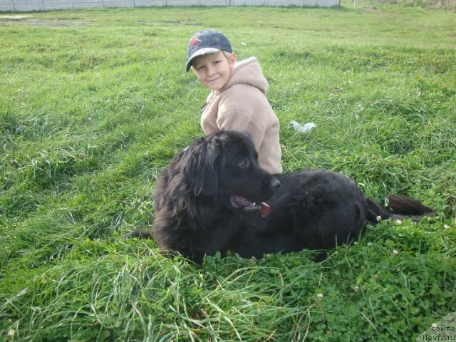 Фото: ньюфаундленд Lyubimaya Medvedica Moya (Любимая Медведица Моя)