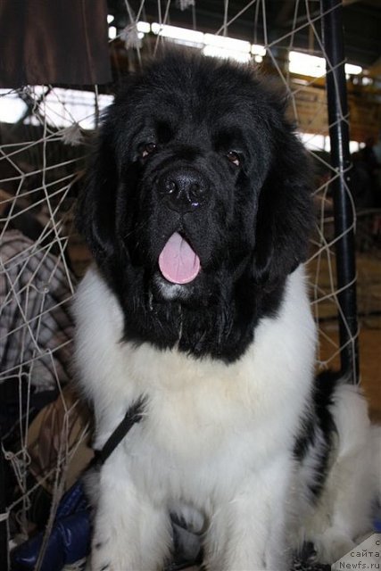 Фото: ньюфаундленд Super Premium Zhodo Ferolli (Супер Премиум Жодо Феролли)