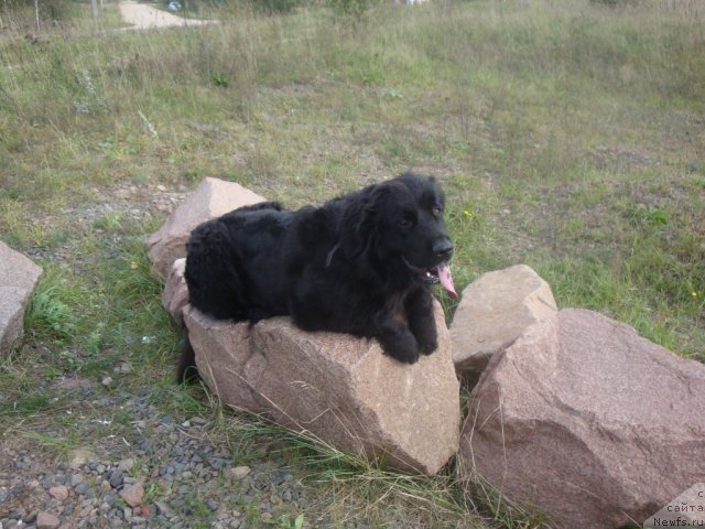 Фото: ньюфаундленд Lyubimaya Medvedica Moya (Любимая Медведица Моя)