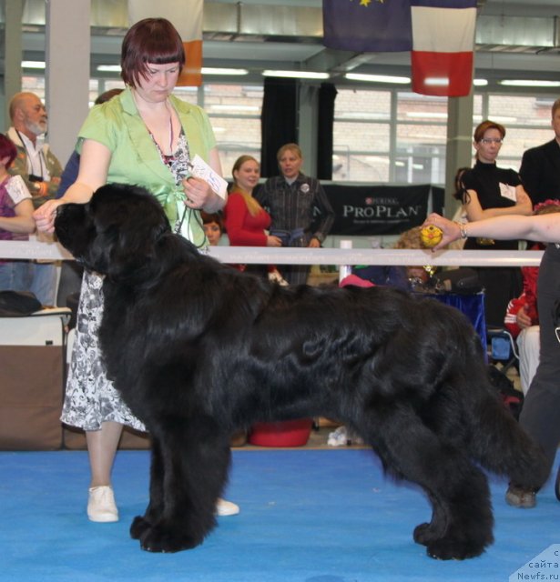 Фото: ньюфаундленд Aquatoria Kelvin Izumrudny Dozhd (Акватория Келвин Изумрудный Дождь)