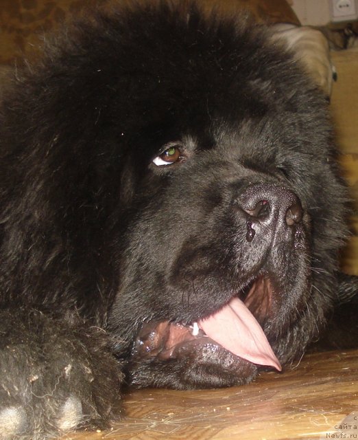 Фото: ньюфаундленд Ih Vyisochestvo Giacinta Briz (Их Высочество Гиацинта Бриз)