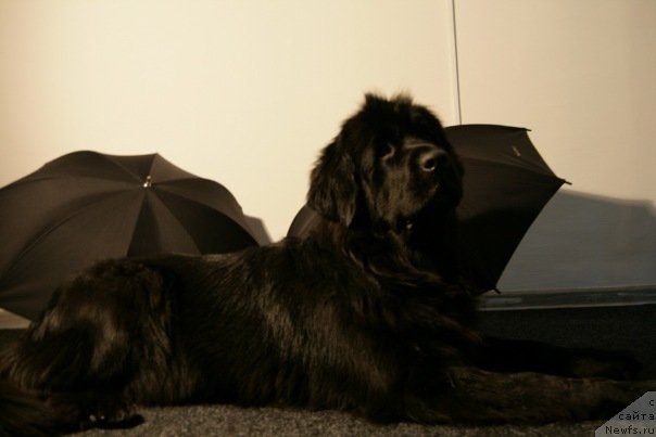 Фото: ньюфаундленд Super Bizon Astoriya (Супер Бизон Астория)