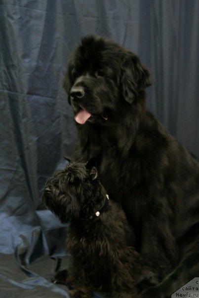 Фото: ньюфаундленд Super Bizon Astoriya (Супер Бизон Астория)