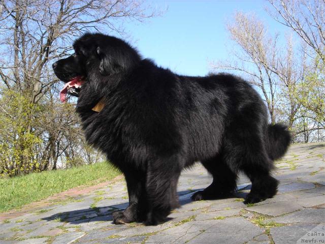 Фото: ньюфаундленд Tugay Antuan Milaya Bestiya (Тугай Антуан Милая Бестия)