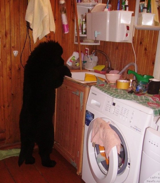 Фото: ньюфаундленд Ih Vyisochestvo Vladlena Madjiks (Их Высочество Владлена Маджикс)