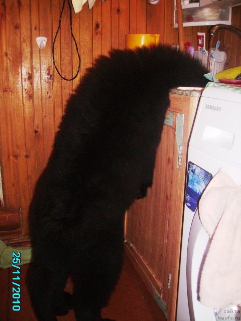 Фото: ньюфаундленд Ih Vyisochestvo Vladlena Madjiks (Их Высочество Владлена Маджикс)