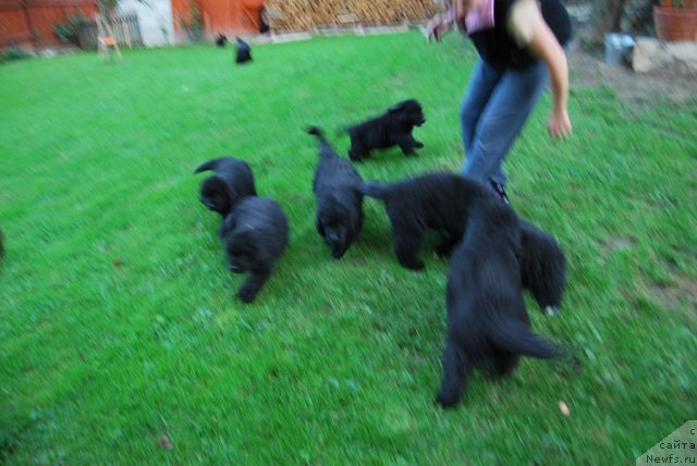 Фото: ньюфаундленд King of Helluland Magic Moment