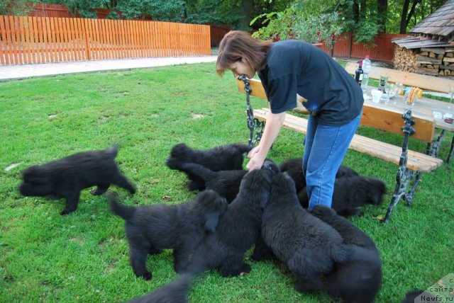 Фото: ньюфаундленд King of Helluland Magic Moment