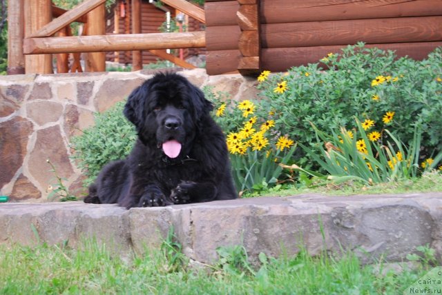 Фото: ньюфаундленд Rashel (Рашель)