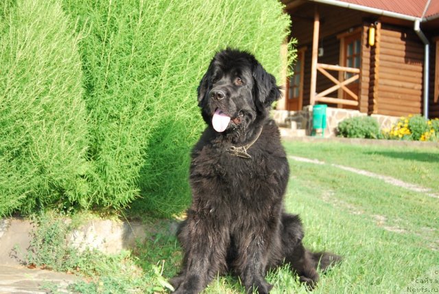 Фото: ньюфаундленд Rashel (Рашель)