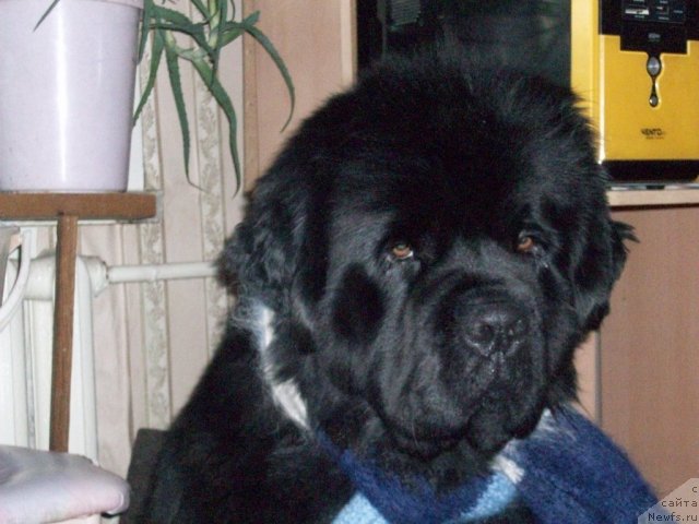 Фотография № 53933