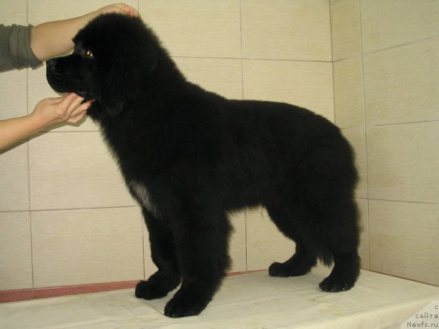 Фото: K-Midnight Bear, (Pilot + Sweety), 4.5 месяца