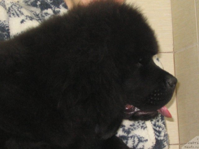 Фото: K-Midnight Bear, (Pilot + Sweety), 4.5 месяца