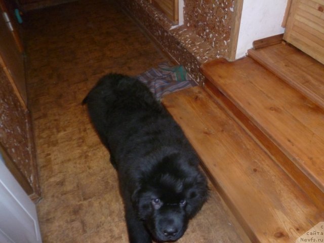 Фото: ньюфаундленд Sila s Berega Dona (Сила с Берега Дона)