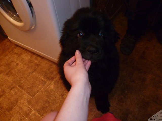 Фото: ньюфаундленд Sila s Berega Dona (Сила с Берега Дона)