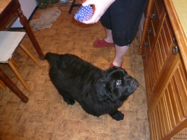 Фото: ньюфаундленд Sila s Berega Dona (Сила с Берега Дона)