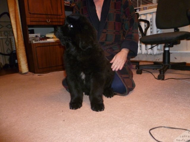 Фото: ньюфаундленд Sila s Berega Dona (Сила с Берега Дона)