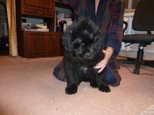 Фото: ньюфаундленд Sila s Berega Dona (Сила с Берега Дона)