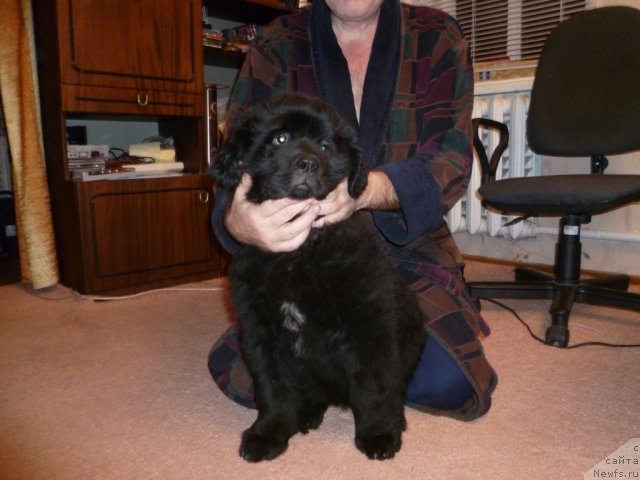 Фото: ньюфаундленд Sila s Berega Dona (Сила с Берега Дона)