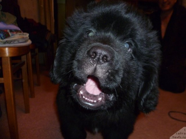 Фото: ньюфаундленд Sila s Berega Dona (Сила с Берега Дона)