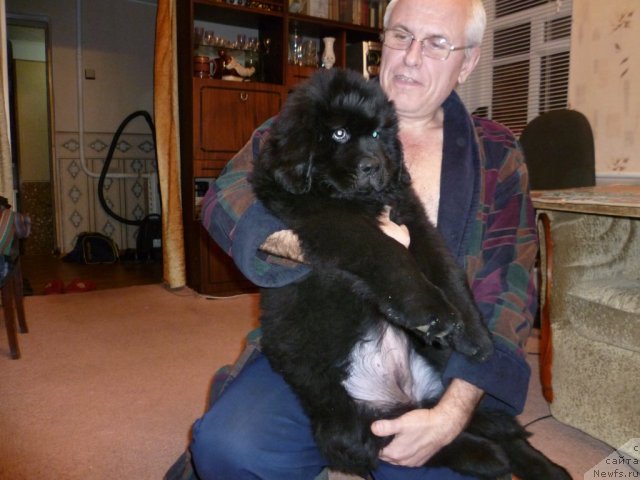 Фото: ньюфаундленд Sila s Berega Dona (Сила с Берега Дона)