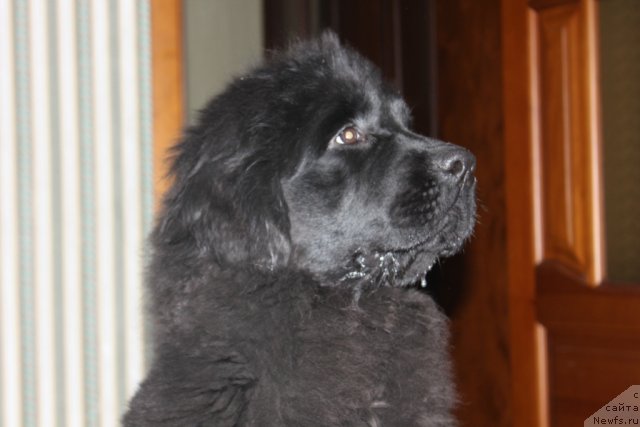Фото: ньюфаундленд Markiza iz Medvej'ego YAra (Маркиза из Медвежьего Яра)